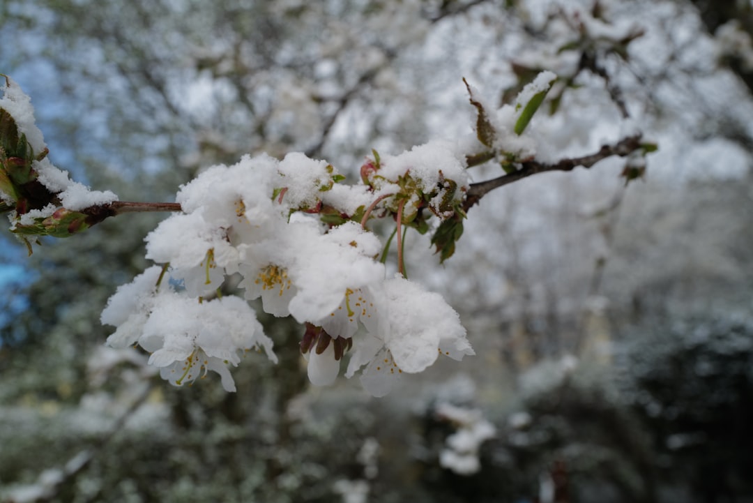 Photo Cherry buds